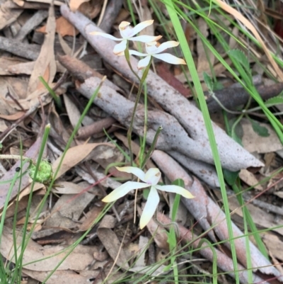 Caladenia ustulata (Brown Caps) at Kaleen, ACT - 4 Oct 2020 by Greggles