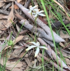 Caladenia ustulata (Brown Caps) at Gungaderra Grasslands - 4 Oct 2020 by Greggles