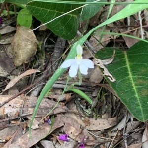 Caladenia carnea at Kaleen, ACT - 4 Oct 2020