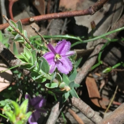 Thysanotus patersonii (Twining Fringe Lily) at Cook, ACT - 5 Oct 2020 by Jubeyjubes