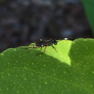 Ichneumonidae (family) at Aranda, ACT - 3 Oct 2020