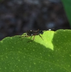 Ichneumonidae (family) (Unidentified ichneumon wasp) at Aranda, ACT - 3 Oct 2020 by Jubeyjubes