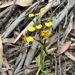 Diuris pardina (Leopard Doubletail) at Crace, ACT - 4 Oct 2020 by Greggles