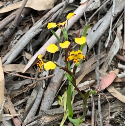 Diuris pardina (Leopard Doubletail) at Crace, ACT - 4 Oct 2020 by Greggles