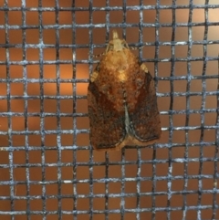 Tortricinae (subfamily) (A tortrix moth) at Aranda, ACT - 2 Oct 2020 by Jubeyjubes