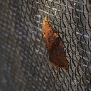 Tortricinae (subfamily) at Aranda, ACT - 3 Oct 2020