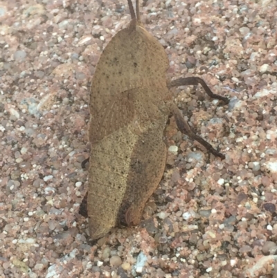 Goniaea sp. (genus) (A gumleaf grasshopper) at Aranda, ACT - 28 Sep 2020 by Jubeyjubes