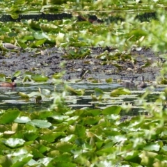 Anas castanea (Chestnut Teal) at Bega, NSW - 5 Oct 2020 by MatthewHiggins