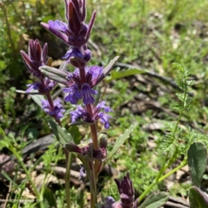 Ajuga australis at Kowen, ACT - 5 Oct 2020