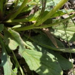 Ajuga australis at Kowen, ACT - 5 Oct 2020