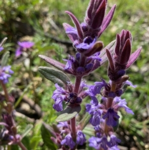 Ajuga australis at Kowen, ACT - 5 Oct 2020