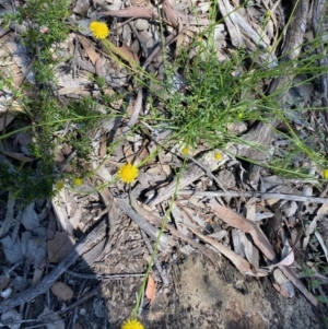 Calotis lappulacea at Kowen, ACT - 5 Oct 2020 12:13 PM