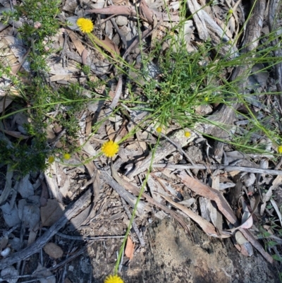 Calotis lappulacea (Yellow Burr Daisy) at Kowen, ACT - 5 Oct 2020 by KL