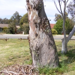 Eucalyptus blakelyi at Curtin, ACT - 5 Oct 2020 02:42 PM