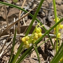 Lomandra filiformis (Wattle Mat-rush) at Molonglo Gorge - 5 Oct 2020 by KL