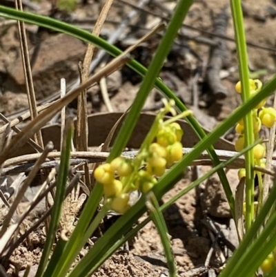 Lomandra filiformis (Wattle Mat-rush) at Molonglo Gorge - 5 Oct 2020 by KL