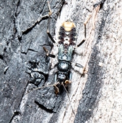 Peiratinae sp. (subfamily) (Assassin bug) at ANBG - 1 Oct 2020 by Roger