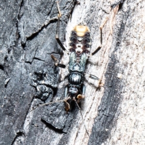 Peiratinae sp. (subfamily) at Acton, ACT - 1 Oct 2020