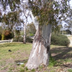 Eucalyptus blakelyi (Blakely's Red Gum) at Curtin, ACT - 5 Oct 2020 by MichaelMulvaney