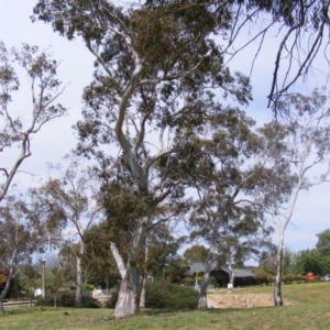 Eucalyptus blakelyi at Curtin, ACT - 5 Oct 2020 02:54 PM