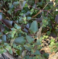 Einadia hastata (Berry Saltbush) at Kowen, ACT - 5 Oct 2020 by KL