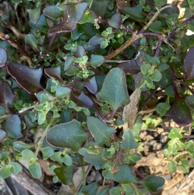 Einadia hastata (Berry Saltbush) at Molonglo Gorge - 5 Oct 2020 by KL