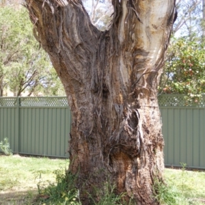 Eucalyptus melliodora at Curtin, ACT - 5 Oct 2020