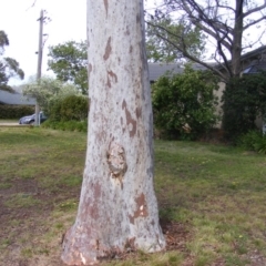 Eucalyptus mannifera (Brittle Gum) at Curtin, ACT - 5 Oct 2020 by MichaelMulvaney