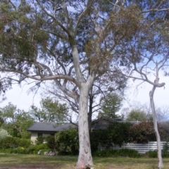 Eucalyptus mannifera at Curtin, ACT - 5 Oct 2020