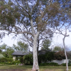 Eucalyptus mannifera at Curtin, ACT - 5 Oct 2020