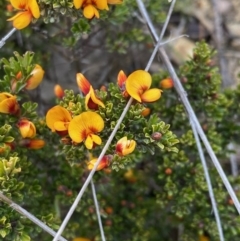 Pultenaea microphylla (Egg and Bacon Pea) at Molonglo Gorge - 4 Oct 2020 by KL