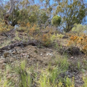 Pultenaea microphylla at Kowen, ACT - 5 Oct 2020