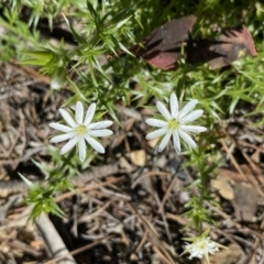 Stellaria pungens (Prickly Starwort) at Kowen, ACT - 5 Oct 2020 by KL