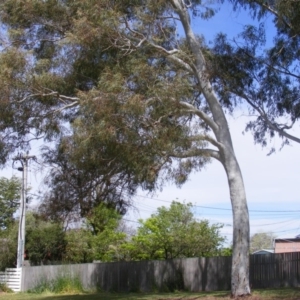 Eucalyptus mannifera at Curtin, ACT - 5 Oct 2020