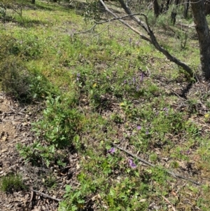 Solanum cinereum at Kowen, ACT - 5 Oct 2020