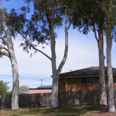 Eucalyptus mannifera (Brittle Gum) at Curtin, ACT - 5 Oct 2020 by MichaelMulvaney