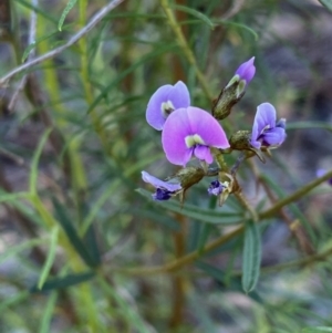 Glycine clandestina at Kowen, ACT - 5 Oct 2020