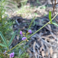 Glycine clandestina at Kowen, ACT - 5 Oct 2020