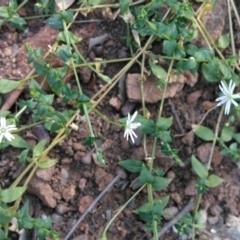 Stellaria flaccida (Forest Starwort) at Surf Beach, NSW - 2 Oct 2020 by LyndalT