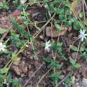 Stellaria flaccida at Surf Beach, NSW - 2 Oct 2020