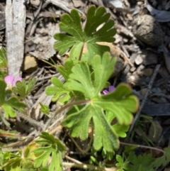 Geranium sp. (Geranium) at Molonglo Gorge - 5 Oct 2020 by KL