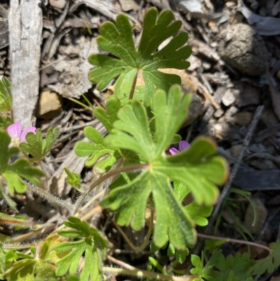 Geranium (genus) (Geranium) at Kowen, ACT - 5 Oct 2020 by KL