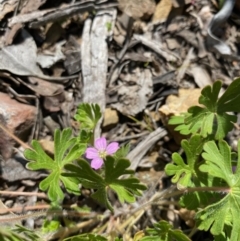 Geranium sp. at Kowen, ACT - 5 Oct 2020 11:51 AM