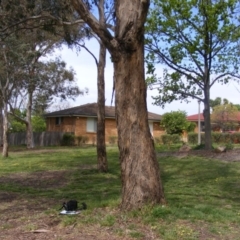 Eucalyptus melliodora (Yellow Box) at Curtin, ACT - 5 Oct 2020 by MichaelMulvaney