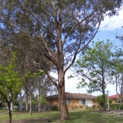 Eucalyptus melliodora at Curtin, ACT - 5 Oct 2020