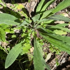 Cynoglossum australe (Australian Forget-me-not) at Kowen, ACT - 5 Oct 2020 by KL