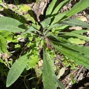 Cynoglossum australe at Kowen, ACT - 5 Oct 2020