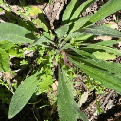 Cynoglossum australe (Australian Forget-me-not) at Kowen, ACT - 5 Oct 2020 by KL