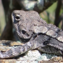 Amphibolurus muricatus (Jacky Lizard) at Stony Creek - 2 Oct 2020 by Christine