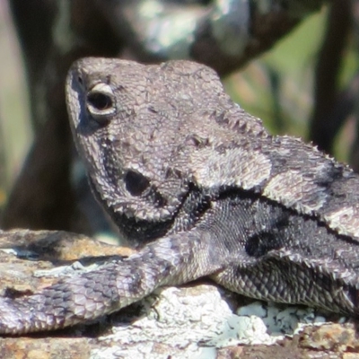 Amphibolurus muricatus (Jacky Lizard) at Stony Creek - 2 Oct 2020 by Christine